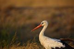 Leylek / Ciconia ciconia / White stork 